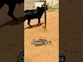 Download Lagu Bail Race💪 Punjab 💪