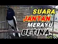 Download Lagu Suara Kacer Gacor Merayu Betina Agar Birahi