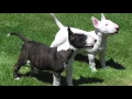 THE BULL TERRIER - A DOG LOVER S INTRODUCTION