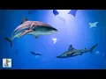Download Lagu Shark Aquarium! 4K 🦈 Relaxing Aquarium Music with Sharks, Manta Rays \u0026 Ocean Fish