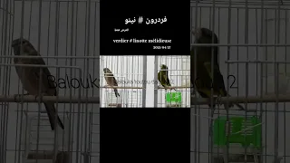 الخضري كونتر التفاحي نبيل 12 