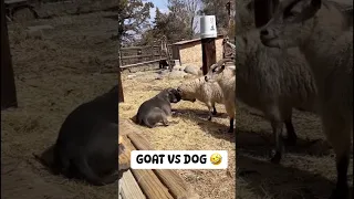 Jamaican Goats Vs Dog 