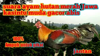 Download Suara ayam hutan merah jawa sangat ampuh untuk pikat MP3