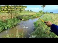Download Lagu Mancing di Selokan Tengah Sawah Bikin Betah Ikanya Melimpah #LM17