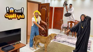 حموده اتجنن وجاب أسد البيت علشان يتحكم فالبيت كله🦁😂 السلسيلي