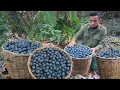 Download Lagu Harvesting Palm Fruits To Sell At Village Market While Picking Vegetables To Cook For Mother Pig