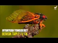 Download Lagu Tonggeret: Seniman Bunyi, Berisik Tapi Estetik