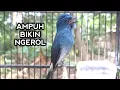 Download Lagu Pancingan ampuh Sikatan ninon / selendang biru bahan bikin langsung ngerol