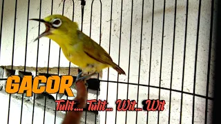 the fishing rod for dakbal is lazy wit wit tulit tulit