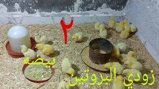 اليوم التاني للكتاكيت البيضه واضافه مهمه على العلف يوميا خلي بالكوا 