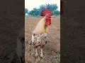ayam berkokok #jago #suara #murga