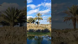 الحب من طرف واحد الشيخ علي المياحي بدون حقوق الشيخ علي المياحي تصوير Shorts 