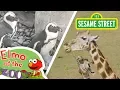 Download Lagu Sesame Street: Learn About Animals with Elmo! | Elmo at the Zoo Compilation
