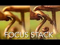 Macro Focus Stacking Advanced Tutorial for Merging and Retouching