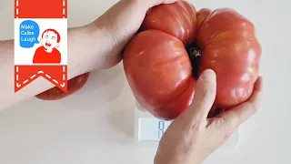 giant tomato n popsicle