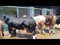 Download Lagu COW COW SEMOK \u0026 SUPER BELGIAN BLUE MAKES YOU DRINKING❤️‍🔥❤️‍🔥