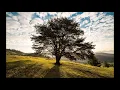 Tree Service Attleboro MA Tree Removal Attleboro MA Stump Grinding Attleboro MA 508-456-8766