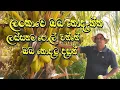 Lagu The Most Beautiful Coconut Garden in Sri Lanka | පොල් වගාව.