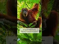 Download Lagu Hidden Medan Jungle Tour
