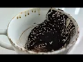 VIRGO WEEKLY COFFEE CUP READING 2 TO 8 MARCH 2026