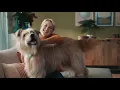 ZipRecruiter Job Seeker TV The Dog Lover
