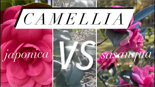 Download Which Camellia is Better, Japonica or Sasanqua // Plant Review MP3