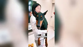 Esta morsa tuvo un cumpleaños muy especial.