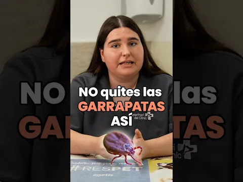 Los errores más comunes al quitar una garrapata a tu perro 🐶🪳