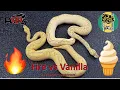 Breeding Ball Pythons Fire vs Vanilla