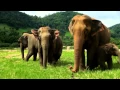 Download Lagu Elephant Song : Kamahl - ElephantNews