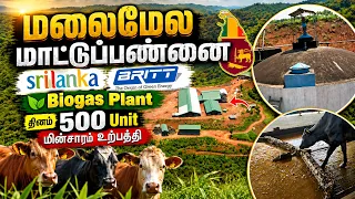 மலைக்கு நடுவில் இப்படி ஒரு மாட்டுபண்ணையா!!  தினம் 500 Units இலவச மினசாரம் | #srilanka