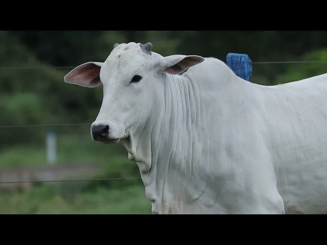 Novilha Nelore TRE - 4306