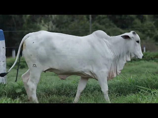 Novilha Nelore TRE - 4306