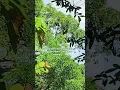 Download Lagu mga paniki natagpuan ang kanilang tirahan subrang dami..