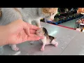 My Male Cat Stole Home a Kitten Who Hadn t Even Opened Her Eyes