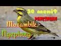 pancingan mozambik biar ngeplong 30 menit