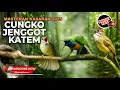 Mastran Kasar Roll Tembak 2025 Cucak Cungkok vs Cucak Jenggot Mesin Jahit vs Kapas Tembak Rock