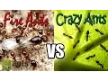 Flying Fire Ants vs Cloning Crazy Ants Amazing Ant Reproduction