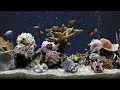 Download Lagu Calming Aquarium Fish Tank | Meditate To The Sound of Water | No Music | 5 Hours 4K