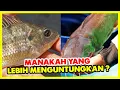 Lagu Mana yang Lebih Untung  Budidaya Ikan Nila Atau Ikan Lele  Pemula Wajib Tahu!!