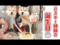 Download Lagu 【誕生日】ハスキー姉妹が2歳になりました！！