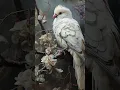Enjoy the with touch of exotic white parrot in winter forest printable art
