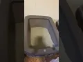 Good budget cat litter but not great - dr elsey s precious cat litter