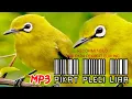 Download Lagu suara pikat pleci liar Ter rekomendasi