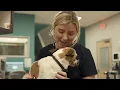 What To Look For In Your First Veterinary Clinic