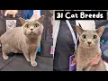 Meet Every Cat Breed at the Largest Cat Show in the World CFA International 2024 The Cat Butler