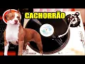 Download Lagu 🔴 MELÔ do CACHORRÃO (QUE P0RRAD@) BASS MASTERS - 2.0 MASTER MIX / WE LOVE SOUL (RASTEIRÃO)