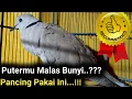 Lagu 1 Jam Full Masteran Puter Pelung Suara Panjang Ampuh Pancing Bunyi Puter Pelung Juara Nasional Nyaut
