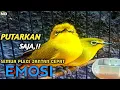 Download Lagu Putarkan Saja, Semua Pleci Jantan Cepat Emosi Dalam Hitungan Menit, Pleci betina memanggil jantan