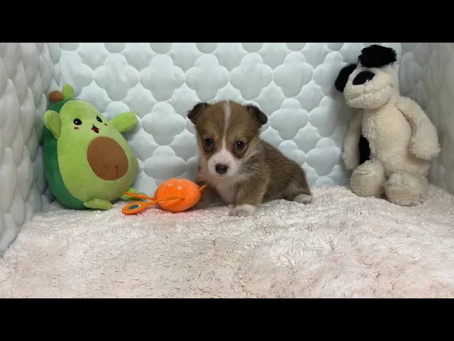 動画